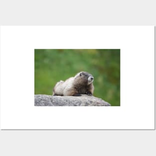 Hoary marmot (Marmota caligata) Posters and Art